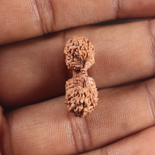 Load image into Gallery viewer, Twenty seven Mukhi Gaurishankar Rudraksha from Indonesia - Bead No. D

