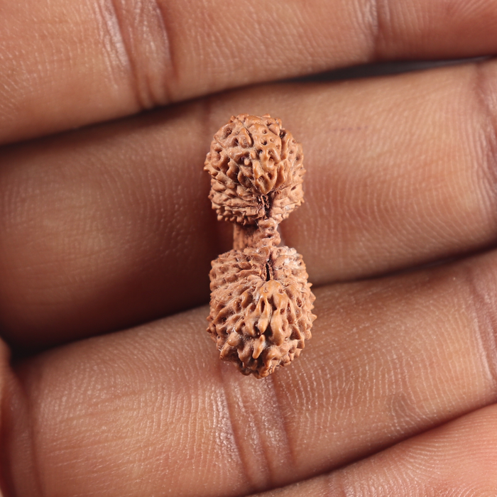 Twenty seven Mukhi Gaurishankar Rudraksha from Indonesia - Bead No. D