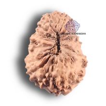 Load image into Gallery viewer, 19 Mukhi Indonesian Rudraksha - Bead 43
