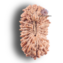 Load image into Gallery viewer, 25 Mukhi Rudraksha from Indonesia
