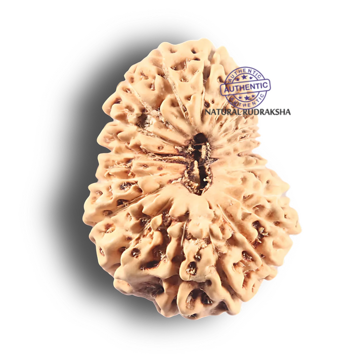 19 Mukhi Indonesian Rudraksha - Bead 98