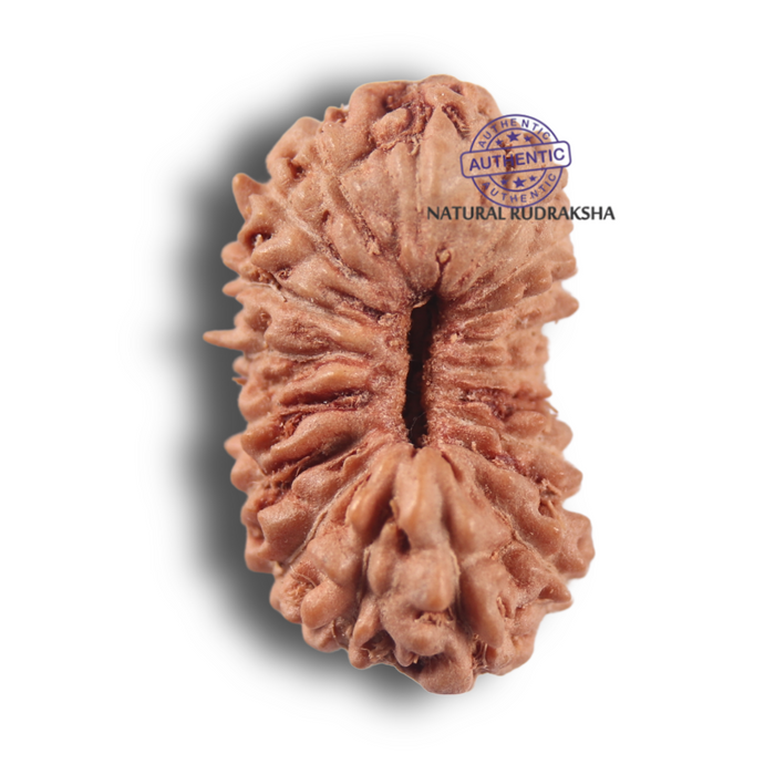 19 Mukhi Indonesian Rudraksha - Bead 138