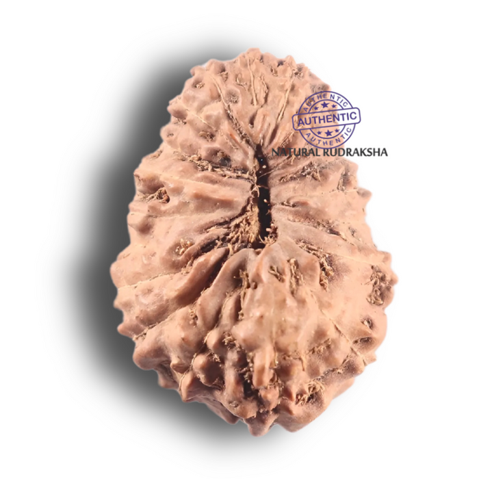 19 Mukhi Indonesian Rudraksha - Bead 43
