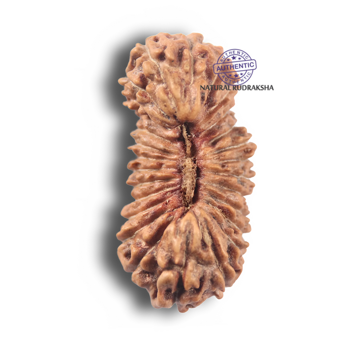 26 Mukhi Rudraksha from Indonesia