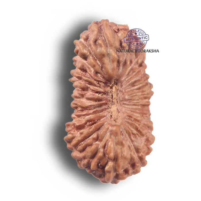 25 Mukhi Rudraksha from Indonesia