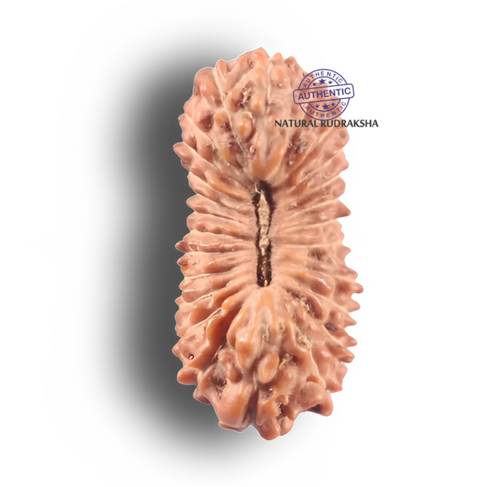 25 Mukhi Rudraksha from Indonesia