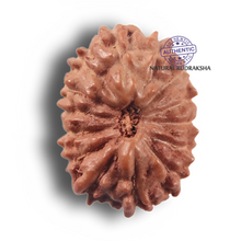 Load image into Gallery viewer, 14 mukhi Indonesian Rudraksha -  Bead No. 445
