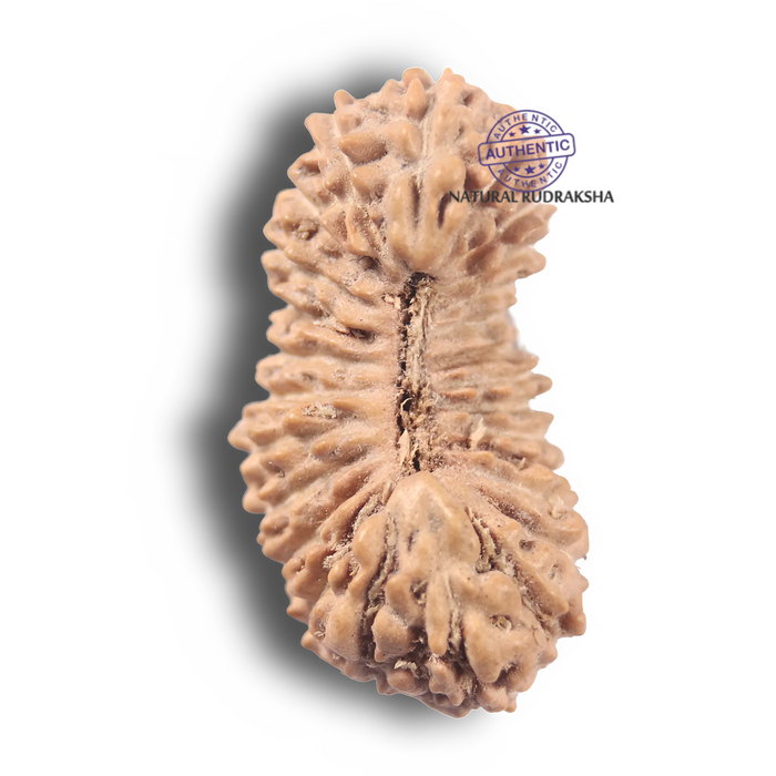 26 Mukhi Rudraksha from Indonesia