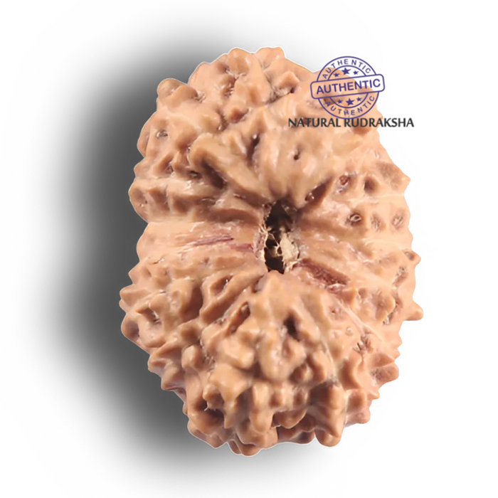14 mukhi Indonesian Rudraksha -  Bead No. 433