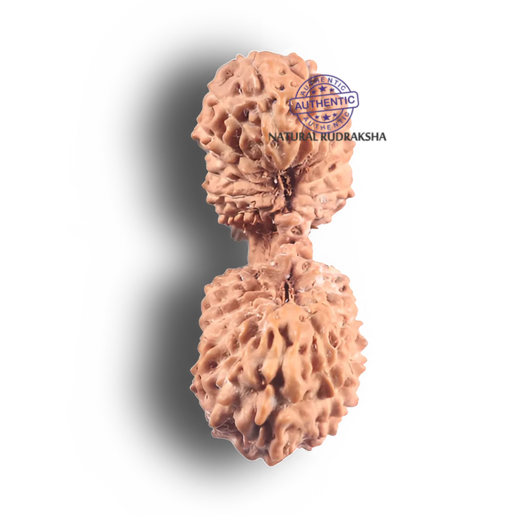 Twenty seven Mukhi Gaurishankar Rudraksha from Indonesia - Bead No. D