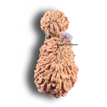 Load image into Gallery viewer, 26 Mukhi Gaurishankar Rudraksha from Indonesia
