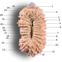 Load image into Gallery viewer, 25 Mukhi Rudraksha from Indonesia
