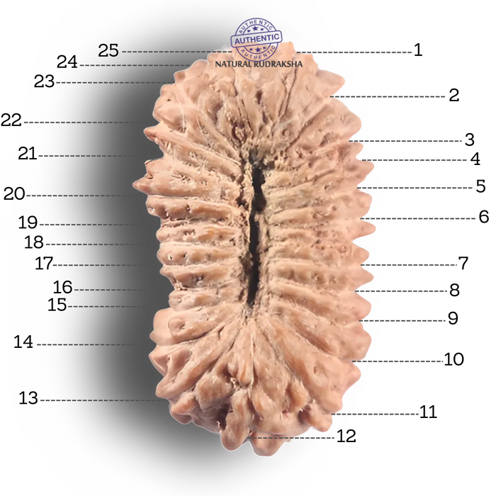 25 Mukhi Rudraksha from Indonesia