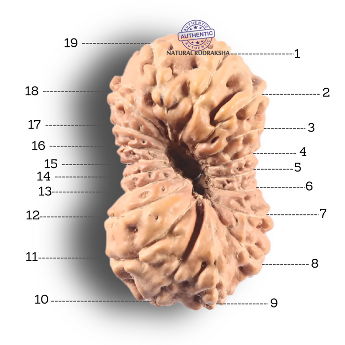 19 Mukhi Indonesian Rudraksha - Bead 88