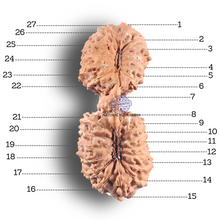 Load image into Gallery viewer, Twenty seven Mukhi Gaurishankar Rudraksha from Indonesia - Bead No. D
