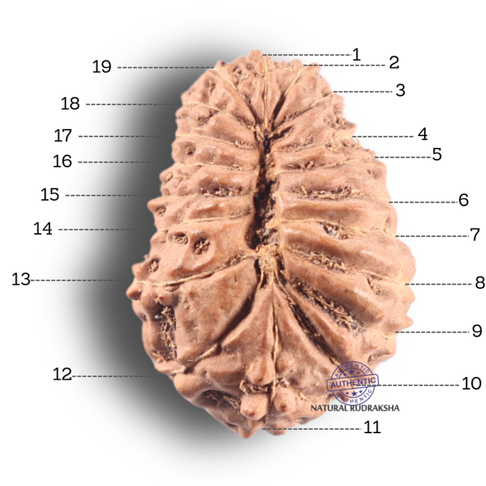 19 Mukhi Indonesian Rudraksha - Bead 43