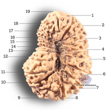 Load image into Gallery viewer, 19 Mukhi Indonesian Rudraksha - Bead 98
