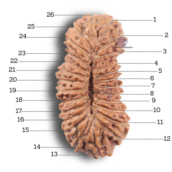 26 Mukhi Rudraksha from Indonesia