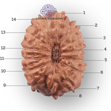 Load image into Gallery viewer, 14 mukhi Indonesian Rudraksha -  Bead No. 445
