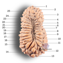 Load image into Gallery viewer, 25 Mukhi Rudraksha from Indonesia
