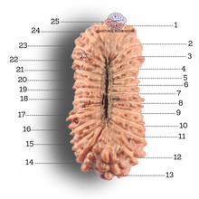 Load image into Gallery viewer, 25 Mukhi Rudraksha from Indonesia
