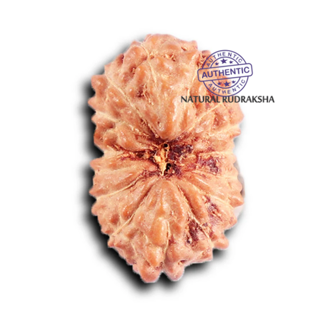 15 Mukhi Indonesian Rudraksha - Bead No. 265