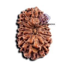 Load image into Gallery viewer, 15 Mukhi Indonesian Rudraksha - Bead No. 267

