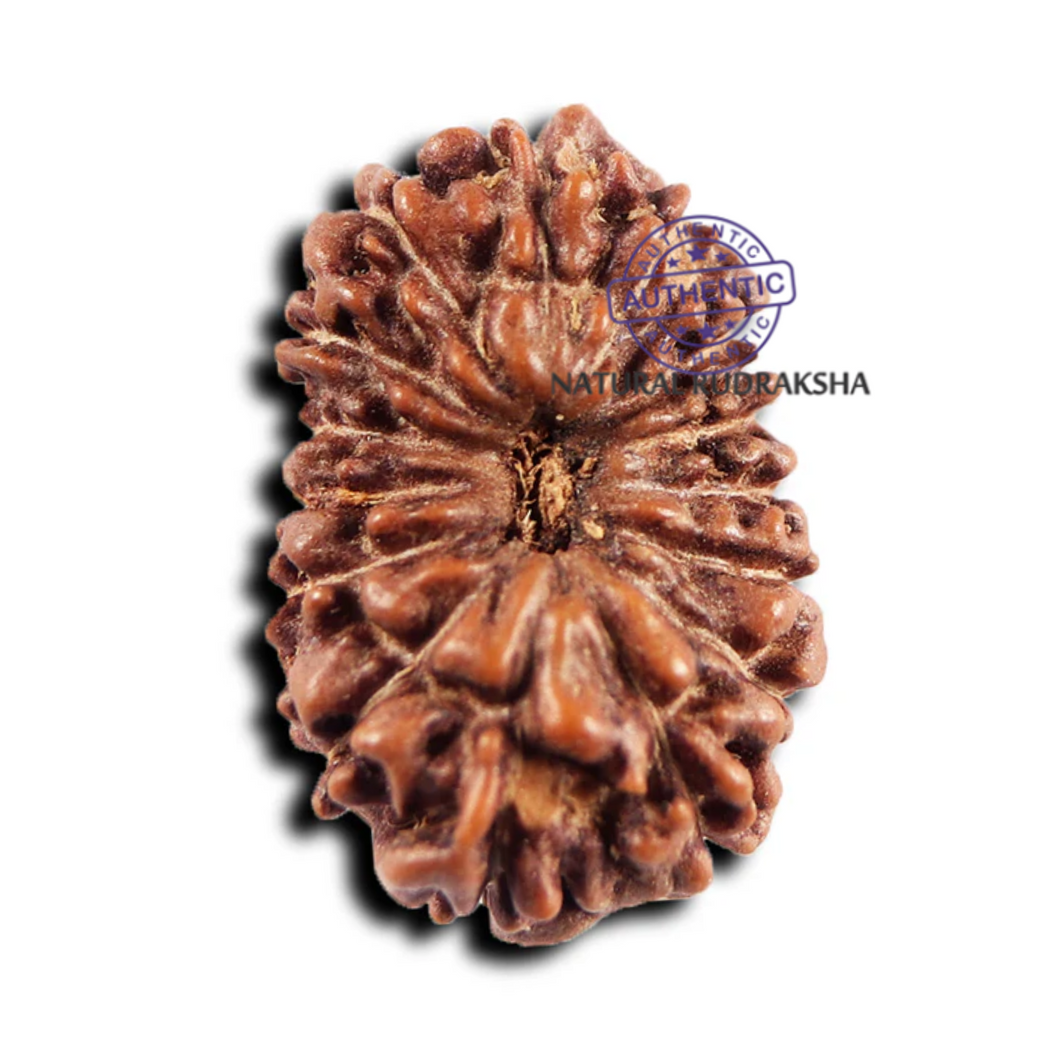 15 Mukhi Indonesian Rudraksha - Bead No. 267
