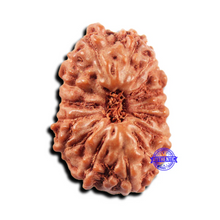 Load image into Gallery viewer, 15 Mukhi Indonesian Rudraksha - Bead No. 299
