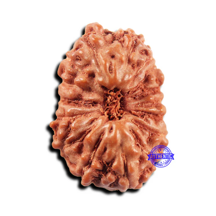 15 Mukhi Indonesian Rudraksha - Bead No. 299