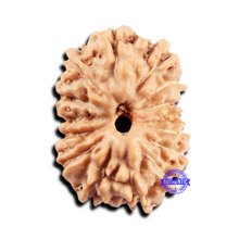 Load image into Gallery viewer, 15 Mukhi Indonesian Rudraksha - Bead No. 300
