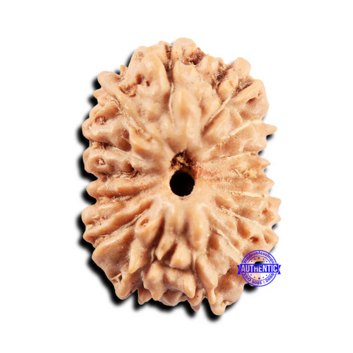 15 Mukhi Indonesian Rudraksha - Bead No. 300