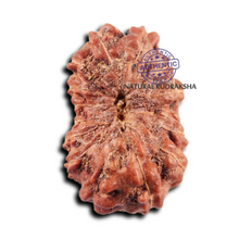 Load image into Gallery viewer, 15 Mukhi Indonesian Rudraksha - Bead No.268
