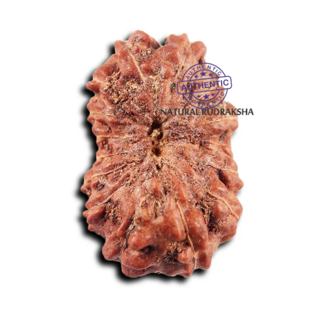 15 Mukhi Indonesian Rudraksha - Bead No.268