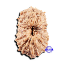 Load image into Gallery viewer, 15 Mukhi Indonesian Rudraksha - Bead No.301
