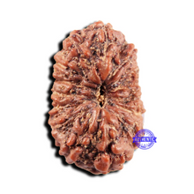 Load image into Gallery viewer, 15 Mukhi Indonesian Rudraksha - Bead No.303
