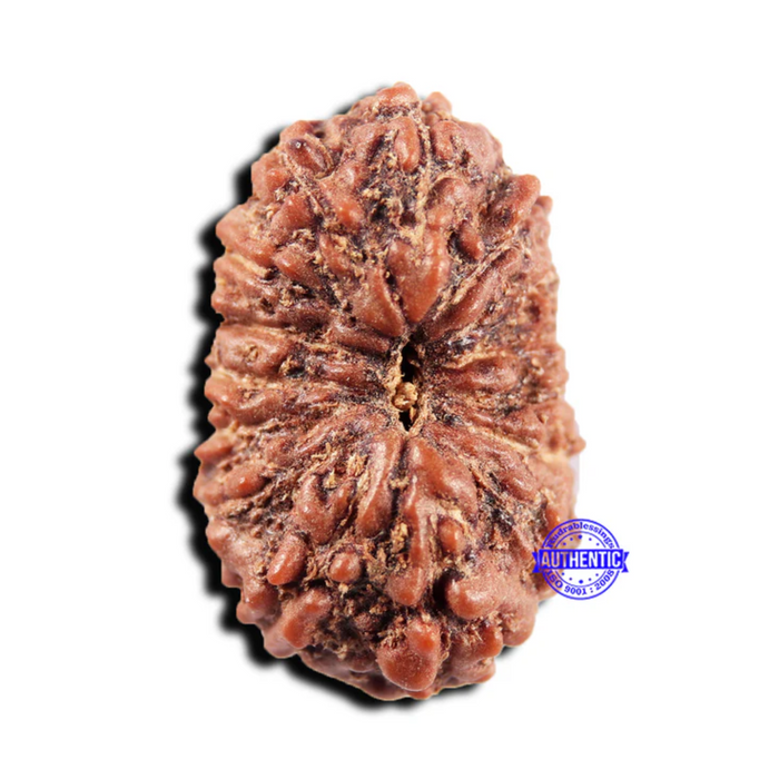 15 Mukhi Indonesian Rudraksha - Bead No.303