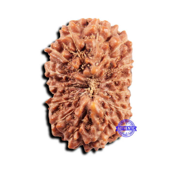 15 Mukhi Indonesian Rudraksha - Bead No.304