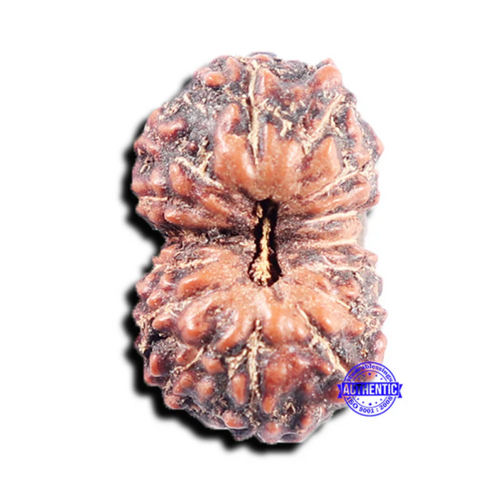 15 Mukhi Indonesian Rudraksha - Bead No. 305