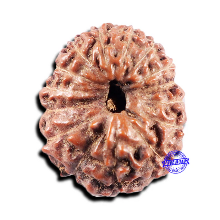 15 Mukhi Indonesian Rudraksha - Bead No.307