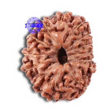 Load image into Gallery viewer, 15 Mukhi Indonesian Rudraksha - Bead No. 52
