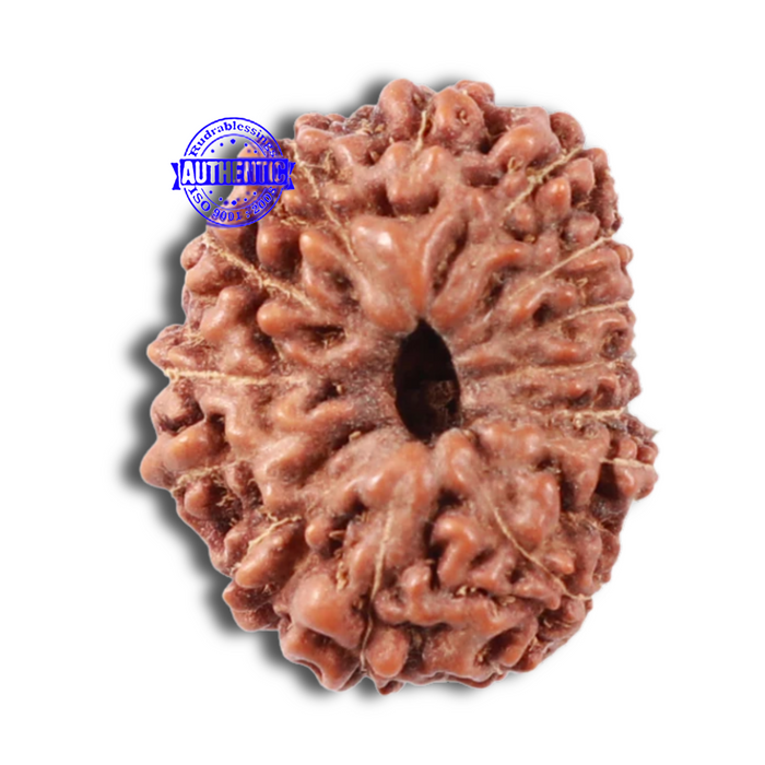 15 Mukhi Indonesian Rudraksha - Bead No. 52