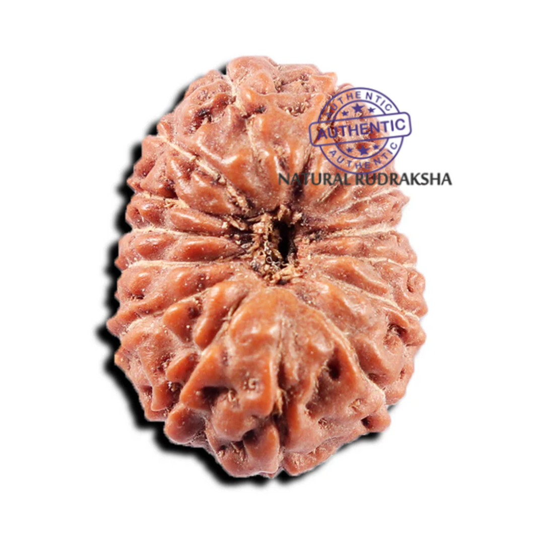 15 Mukhi Indonesian Rudraksha - Bead No. 311
