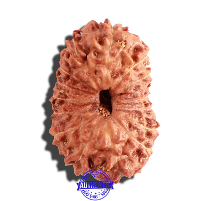 15 Mukhi Indonesian Rudraksha - Bead No. 128