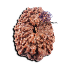 Load image into Gallery viewer, 15 Mukhi Indonesian Rudraksha - Bead No. 310
