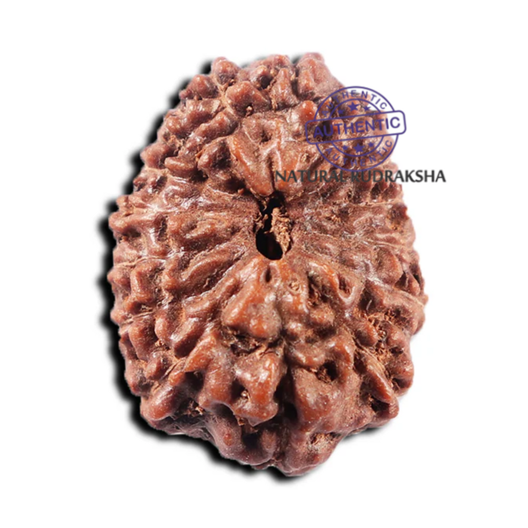 15 Mukhi Indonesian Rudraksha - Bead No. 310