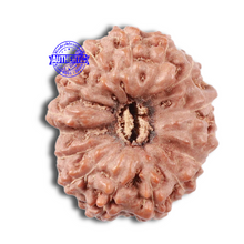 Load image into Gallery viewer, 15 Mukhi Indonesian Rudraksha - Bead No. 48
