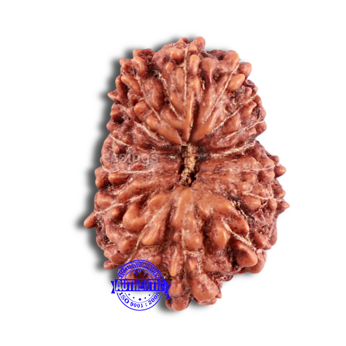 15 Mukhi Indonesian Rudraksha - Bead No. 72