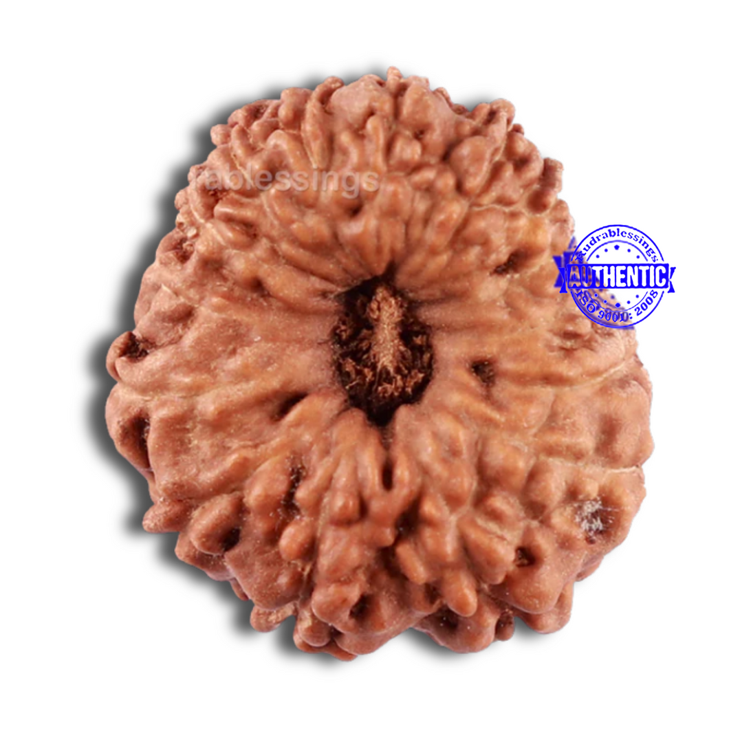 15 Mukhi Indonesian Rudraksha - Bead No. 238