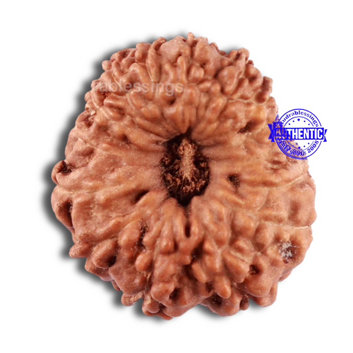 15 Mukhi Indonesian Rudraksha - Bead No. 238